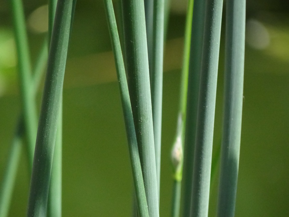 Les ombres dans le jardin : comment les gérer ?