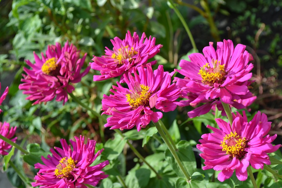 Quel est le type de sol de votre jardin ?