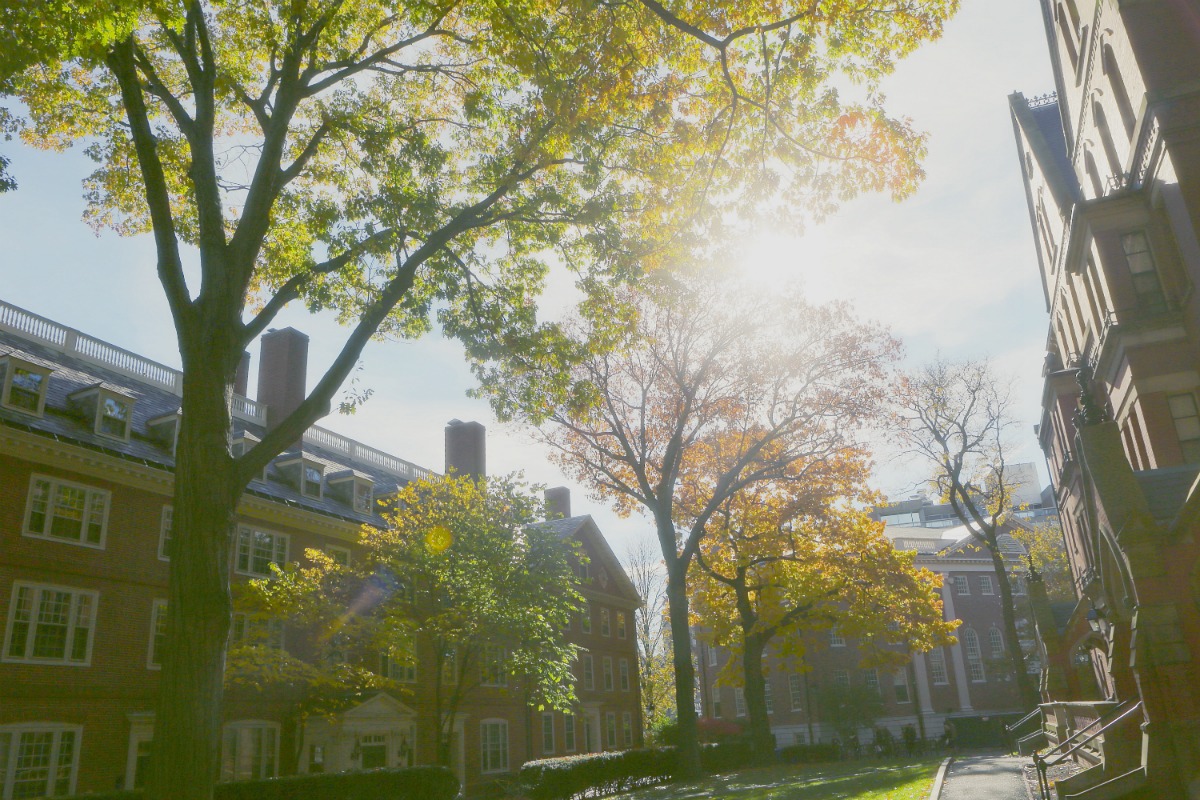 Jardin : un arbre vous gâche la vue ? Procédez à son dessouchage