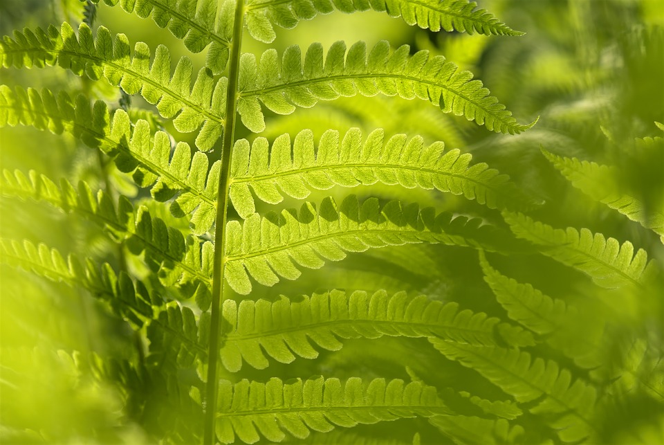 Les secrets d’un air de bonne qualité dans votre maison