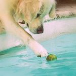 piscine-chien