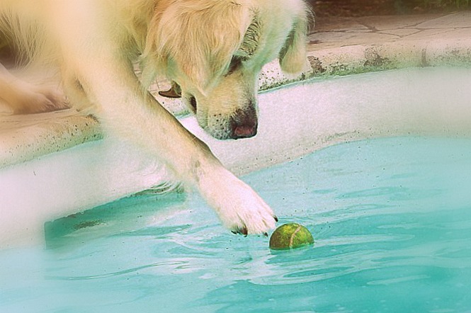 piscine-chien