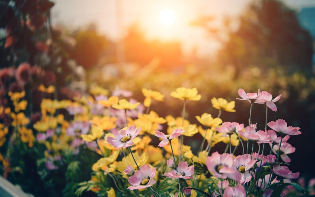 Le Jardin des Méditerranées au Domaine du Rayol : Une Promenade au cœur de la Biodiversité