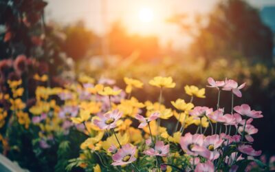 Le Jardin des Méditerranées au Domaine du Rayol : Une Promenade au cœur de la Biodiversité