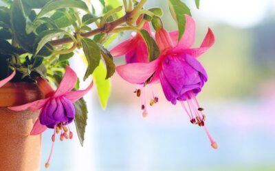 Les Jardins d’Eyrignac: Le savoir-faire de l’Art Topiaire