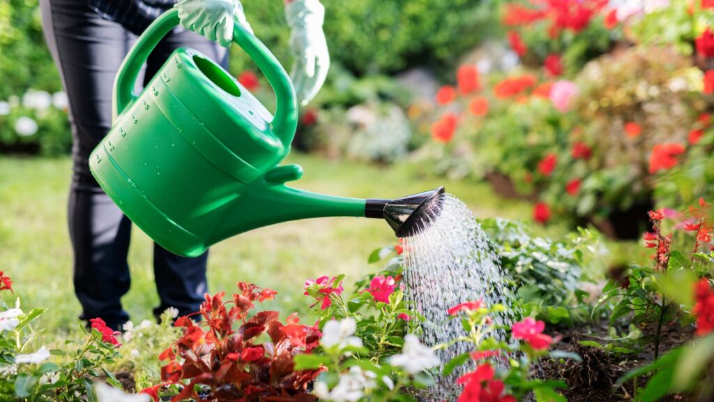 arrosage jardin