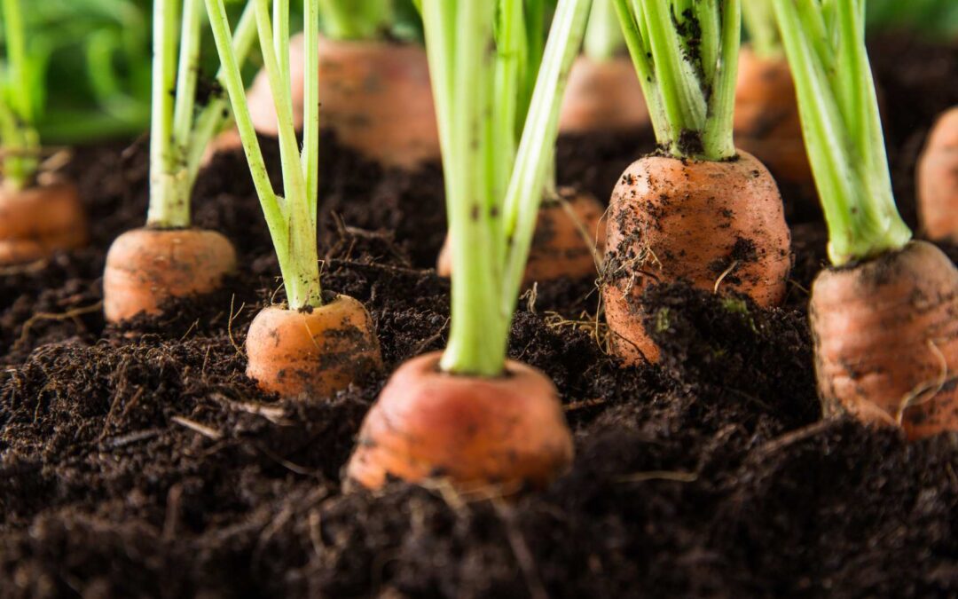 Cultiver son propre potager : par où commencer
