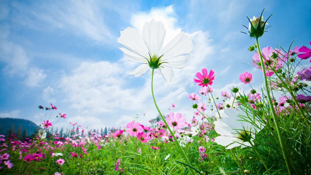 jardin fleur