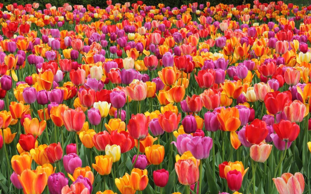 Secrets pour un jardin fleuri toute l’année : sélection de plantes