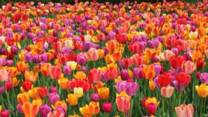 jardin fleur