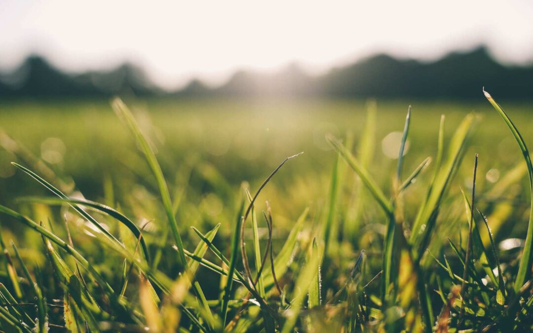 Tout savoir sur le gazon synthétique vs naturel : lequel choisir