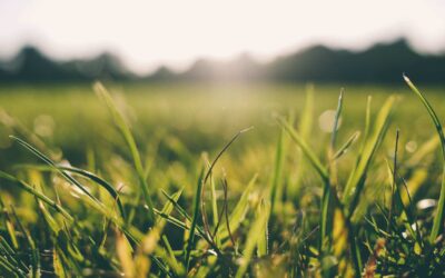 Tout savoir sur le gazon synthétique vs naturel : lequel choisir